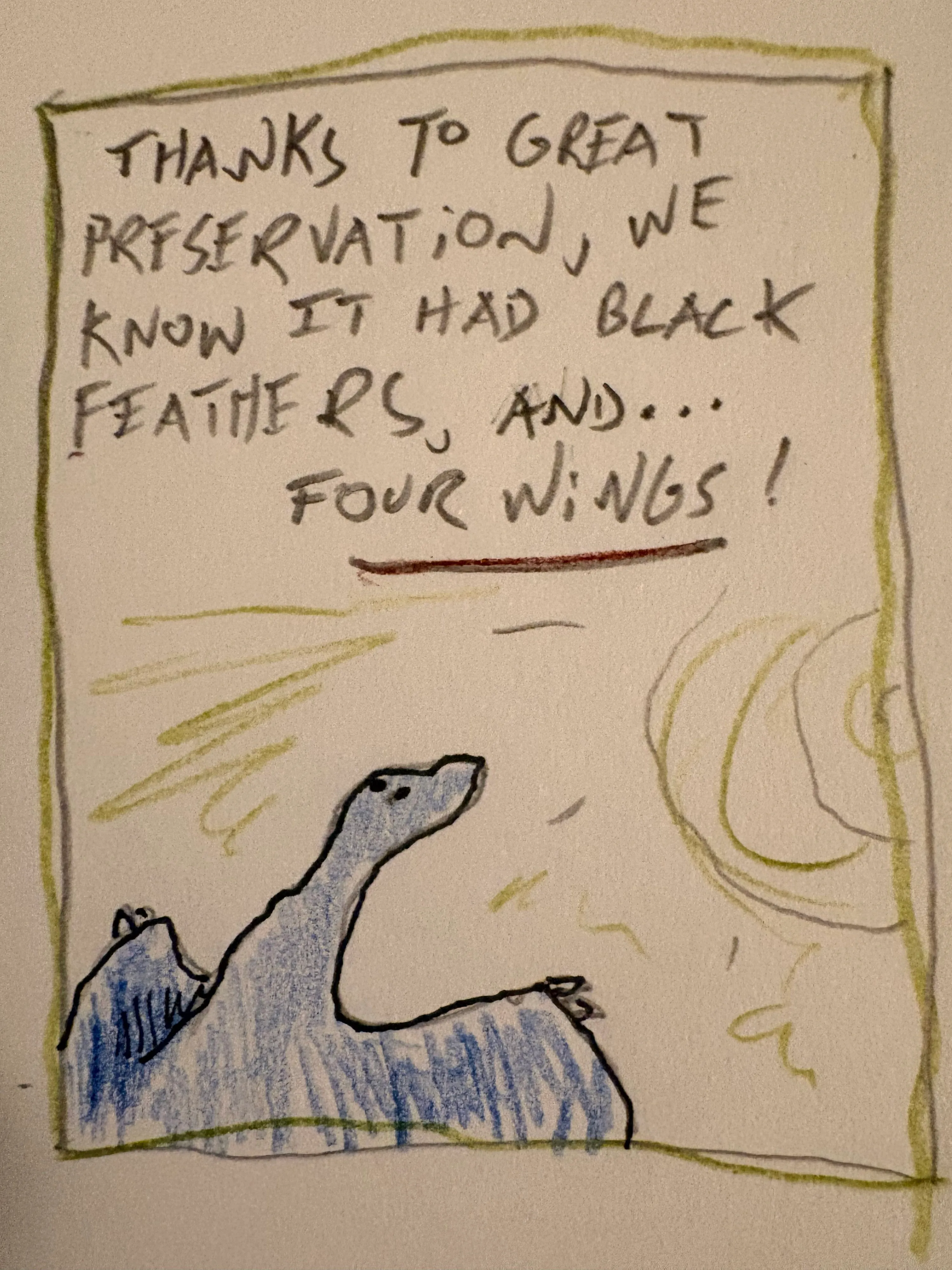 Cartoon of Microraptor stretching its wings. “Thanks to great preservation we know it had black feathers, and… FOUR WINGS!”